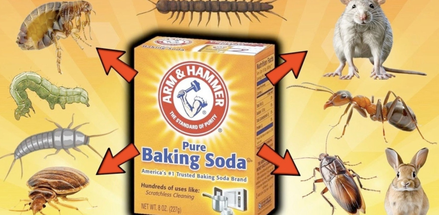 Harnessing the Power of Baking Soda for Pest Control