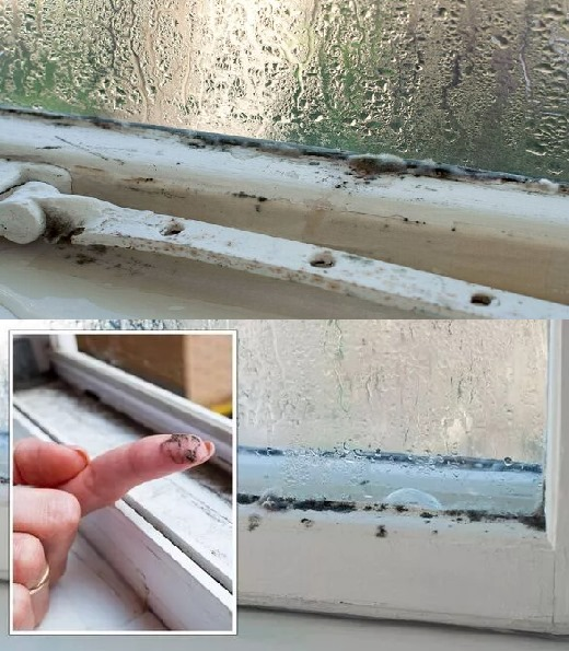 Home Hacks: Magic Tricks to Eliminate Condensation and Moisture from Your Home