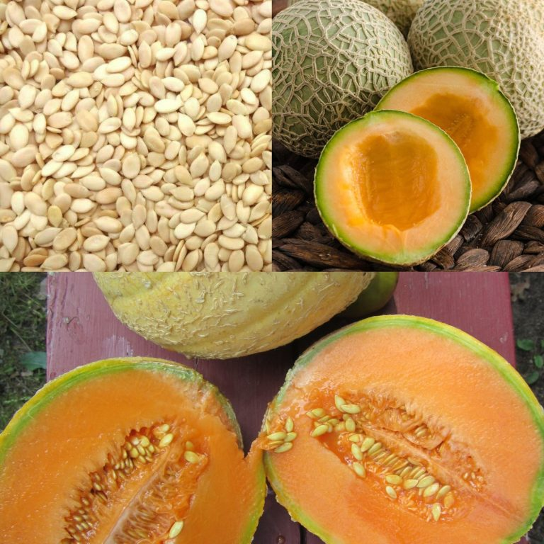 Unlock the Hidden Power of Melon Seeds: A Natural Remedy for Inflammation, Kidney Health, and More