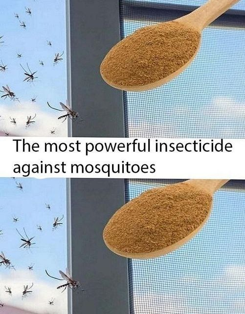 The Most Powerful Natural Insecticide Against Mosquitoes: A Game-Changer in Pest Control