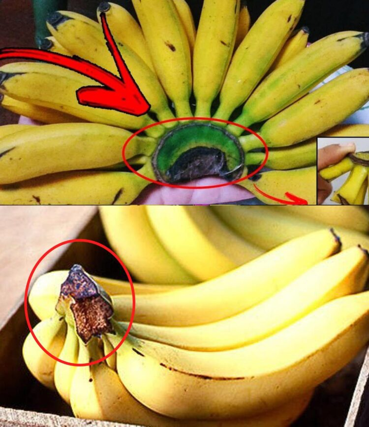 Never Throw Away This Part of the Banana: Here’s Why It’s Valued at Home