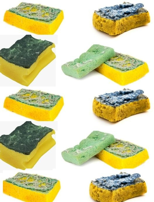 Don’t Throw Away Old Sponges: “They’re Worth Their Weight in Gold” | I Still Use Them Like This in the Garden