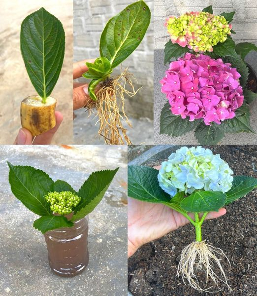 Hydrangea: how to grow it, care for it and where to keep it in a pot or in the garden