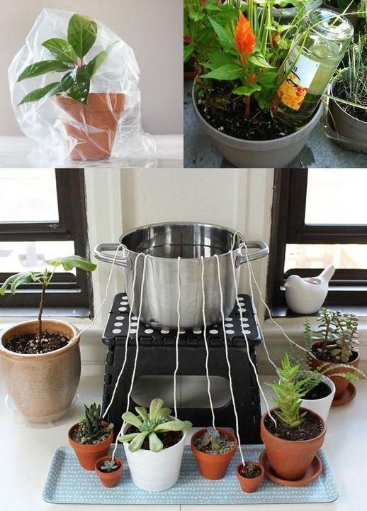 8 Smart Strategies to Keep Your Indoor Plants Hydrated During Your Vacations or Holidays