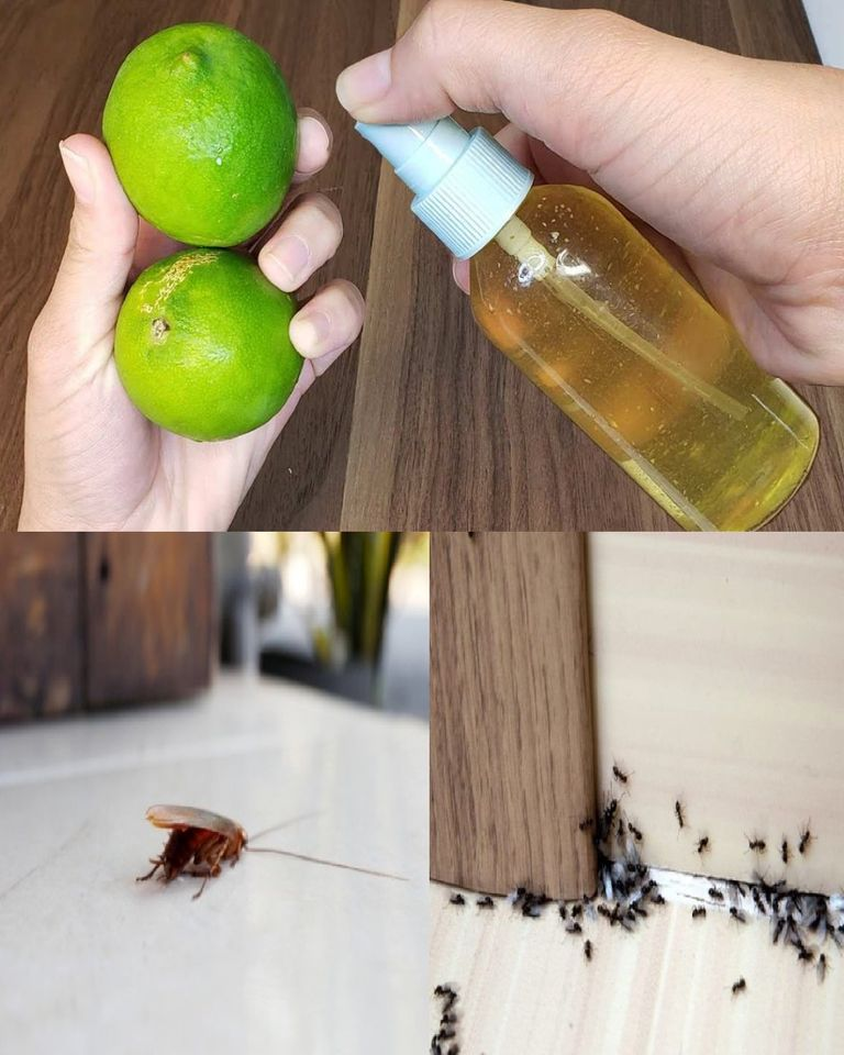 ANTS, FLIES AND COCKROACHES WILL BE A BAD MEMORY IF YOU DO THIS INDOORS