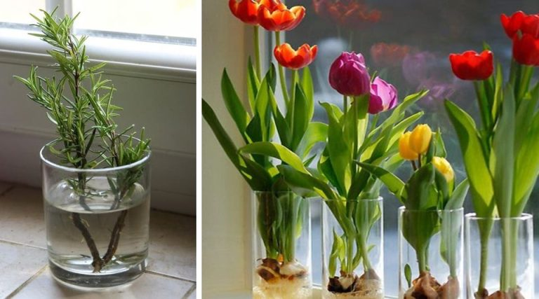 10 Flowers and Plants You Can Easily Grow in a Glass of Water to Keep Your Home Smelling Great