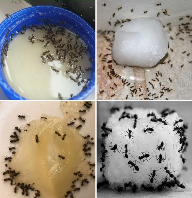 The 3 most effective traps to eliminate ants from your home and balcony forever