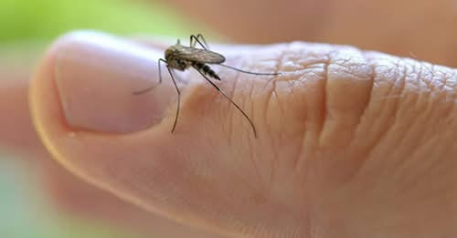 Why Do Mosquitoes Bite Me and Not Others? Here’s What You Need to Do to Stop Them