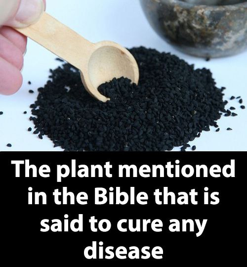 The plant mentioned in the Bible that is said to cure any disease