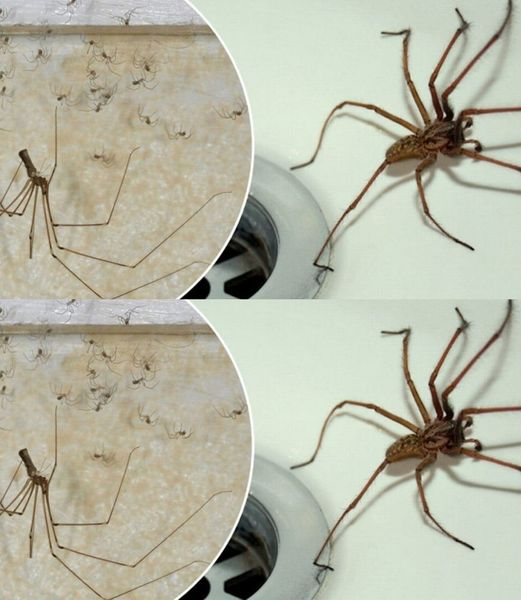 5 tips to keep spiders away from the house