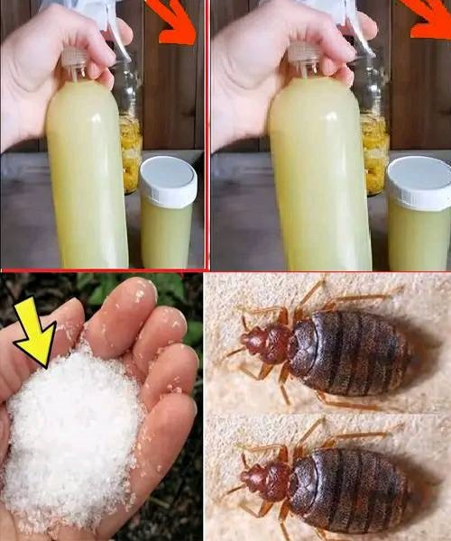 How to quickly get rid of bedbugs, cockroaches, fruit flies and other insects from our homes