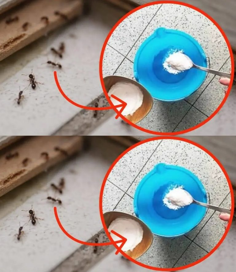 Ants at home, 1 drop on the ground is enough to kill them in 2 minutes: miraculous