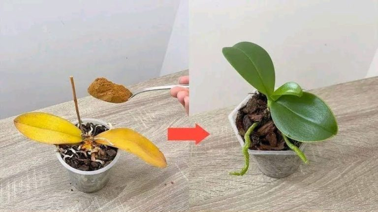 Just a teaspoon, and suddenly the orchid miraculously blooms many flowers.