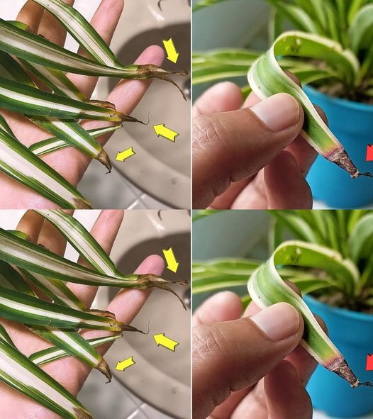 Why do spider plant tips turn brown? Details in the first comment