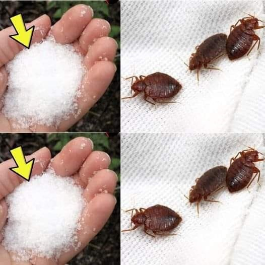 Goodbye to bedbugs in the garden, other than chemical insecticides: they float immediately