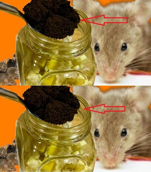 Mice and rats will avoid your house in droves if they detect this odor. A fantastic proposal.