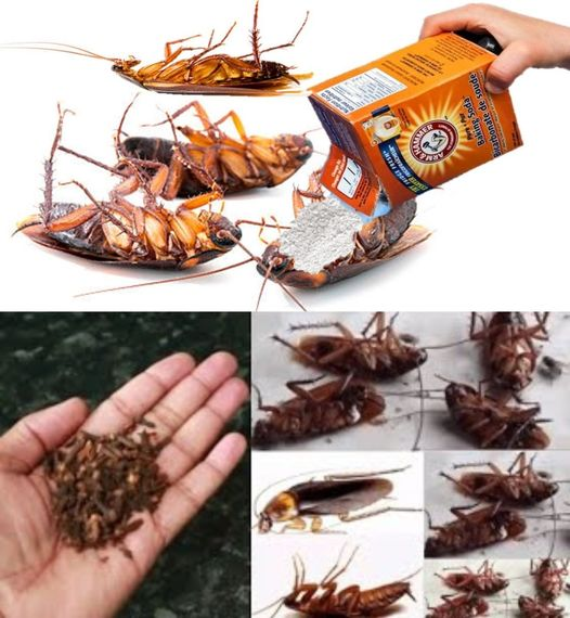 Besides using vinegar, there are other natural ways to eliminate cockroaches at home. Here are four lesser-known tricks!