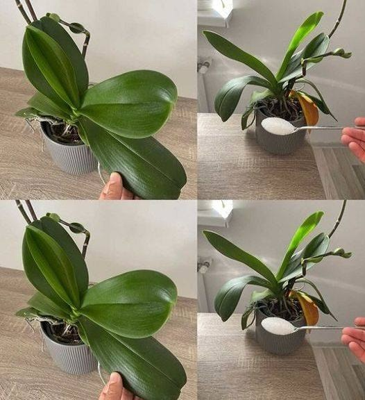 3 simple and effective tips to revive your orchids