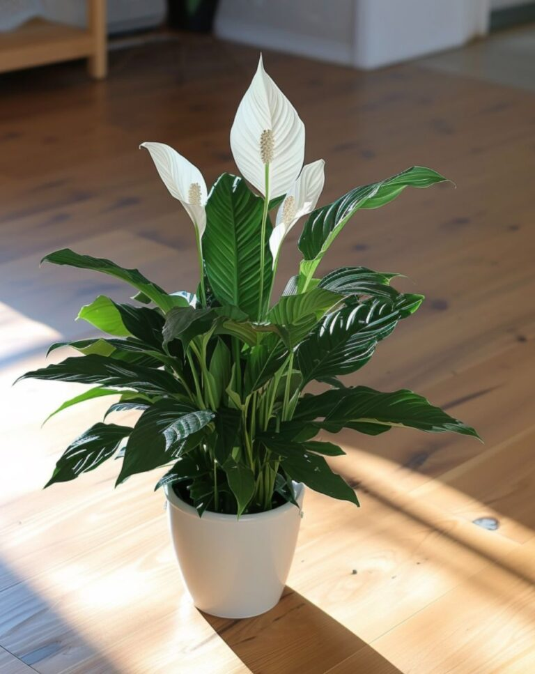 11 ways to get your peace lily to bloom