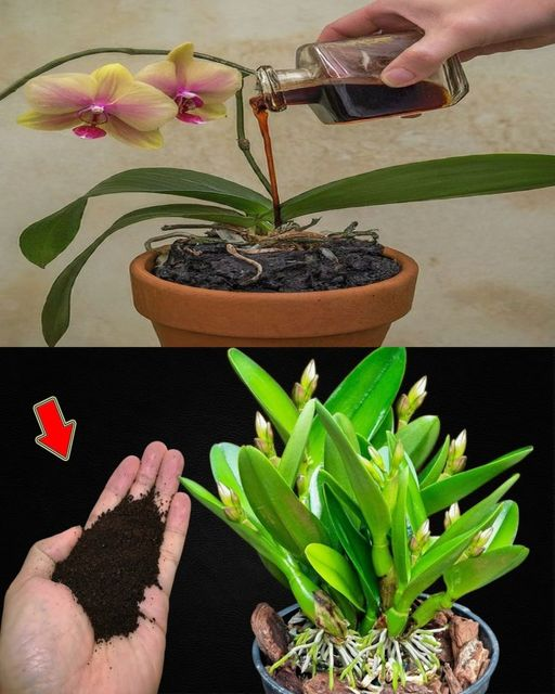 Just a teaspoon, suddenly the orchid miraculously blooms with lots of flowers