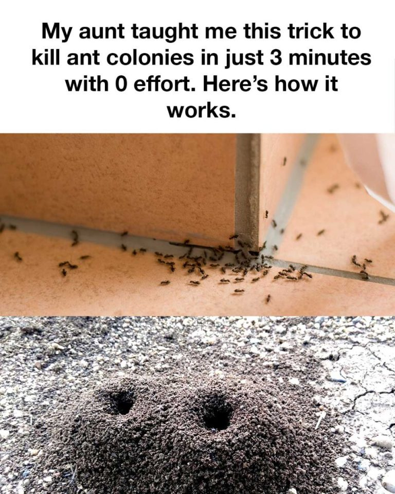 Say Goodbye to Ants in Your Home with This Simple Trick