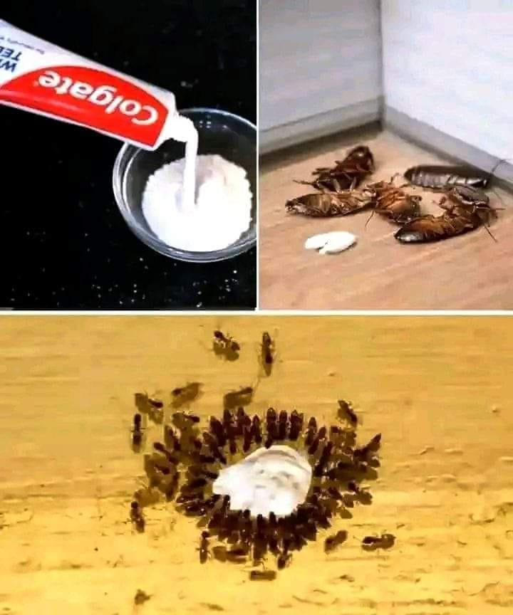 HOW TO GET RID OF ANT AND OTHER INSECT AT HOME