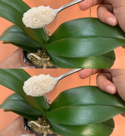 If you feed your orchid this way, it will bloom for 4 seasons – I’ve never had it like this