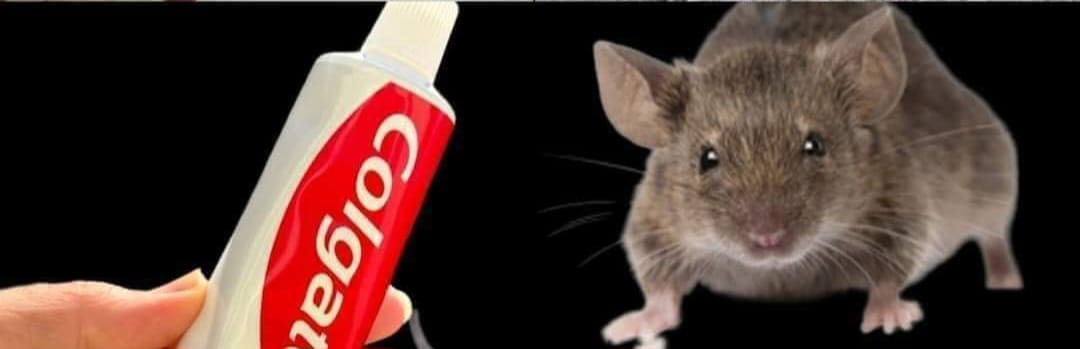 Toothpaste method to keep mice and other rodents away.