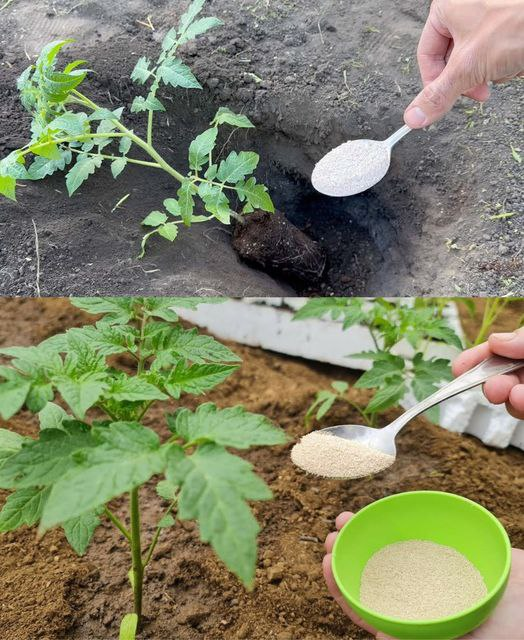 Tomatoes should never be planted in the garden without first being thrown into the soil in a handful.