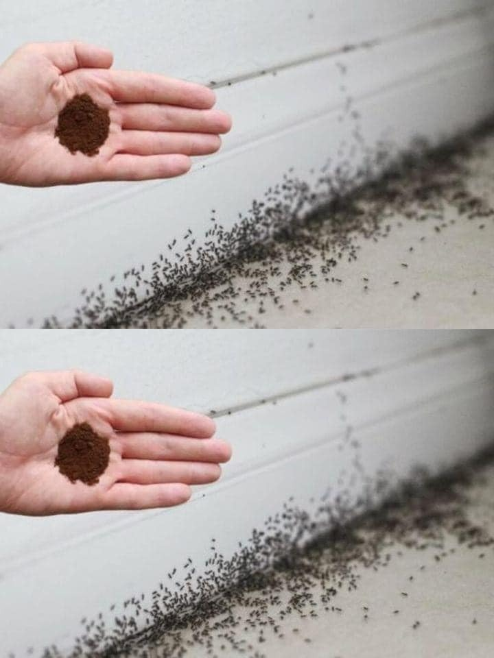 In order to get rid of ants, you may use coffee grounds.