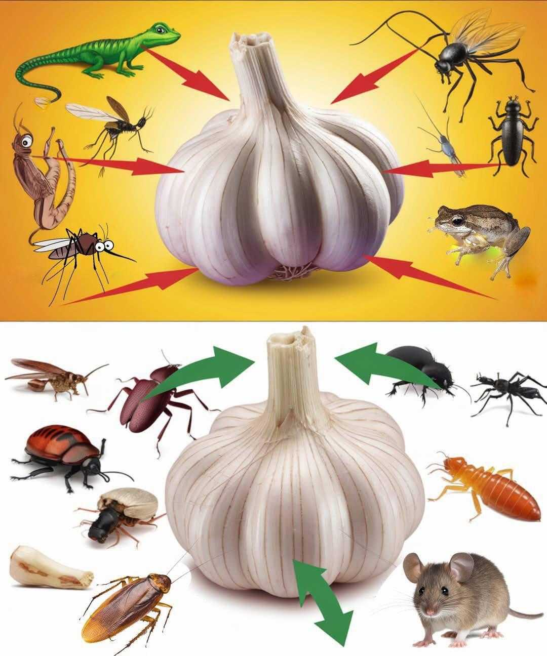 How to Use Garlic to Eliminate Pests: Mice, Flies, Lice, and Cockroaches