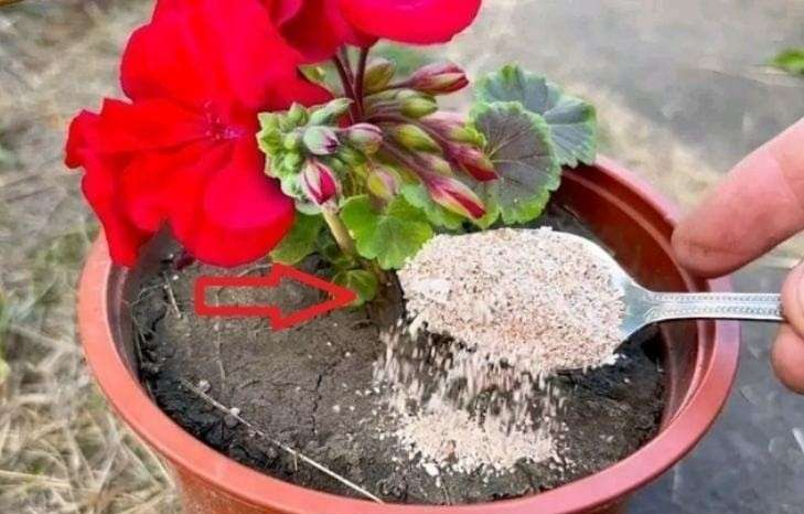 Add Just 3 Teaspoons and Your Old Flowers Will Come Back to Life