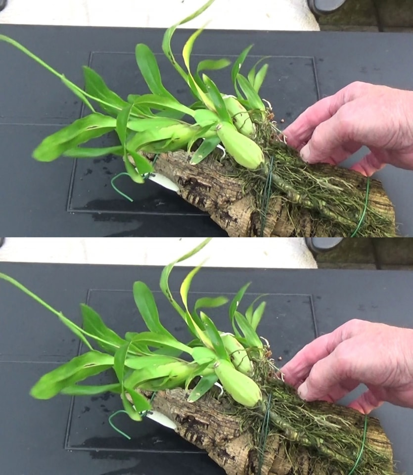 Orchid, this mistake is dangerous: you run the risk of throwing it away after 7 days