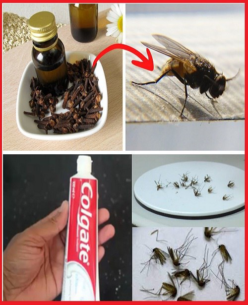 Simply put it in the kitchen, and all insects, including mosquitoes and flies, will go.