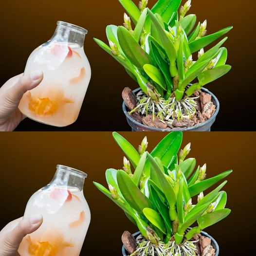 Unlocking Orchid Growth: How to Use Onion Peel Water for Thriving Plants