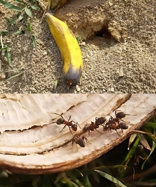 I don’t use chemicals for ants. Just use a banana peel and the problem will be solved.