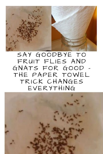 Say goodbye to fruit flies and mosquitoes forever – the paper towel trick changes everything