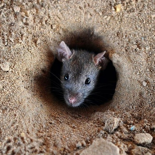 Can plants repel rats from invading your garden?