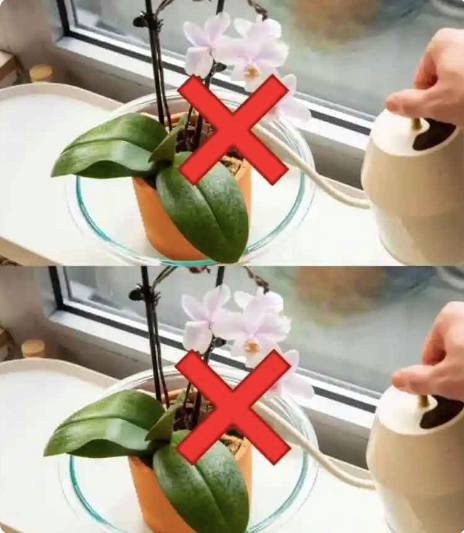 Orchid, this mistake is dangerous: you risk throwing it away after 7 days