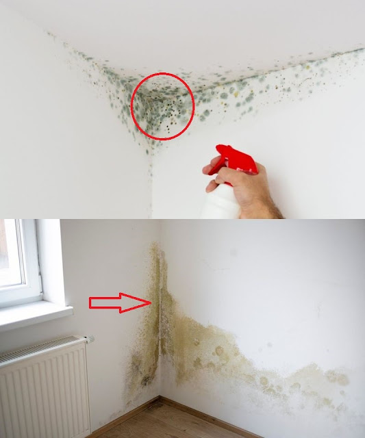 7 all-natural methods for removing mold from walls