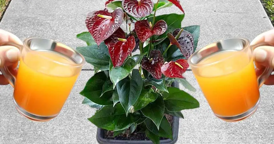 A natural bomb for Anthurium flowering: it could last you up to 15 years