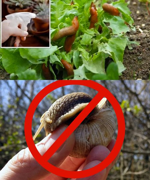 5 Ingredients That Will Keep Slugs Away From Your Home