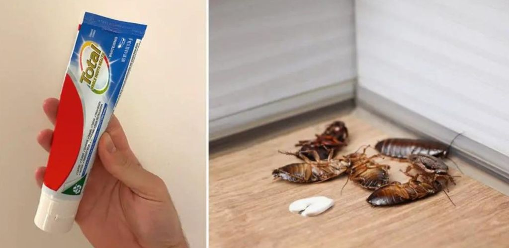 The toothpaste trick to get rid of cockroaches and roaches forever